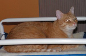 Raised Cat Bed